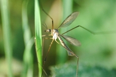 Dengue-Fieber wird durch Mücken übertragen