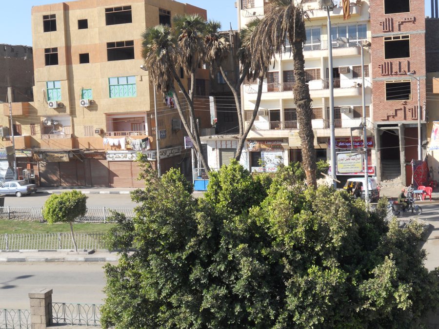 Straße in Ägypten mit arabischen Ladenschildern und Palmen